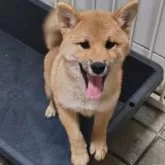 柴犬(標準サイズ)