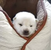 柴犬(標準サイズ)【熊本県・男の子・2025年5月12日・白】の写真1「体重900g」