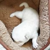 柴犬(標準サイズ)【熊本県・男の子・2025年5月12日・白】の写真5