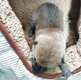 柴犬(標準サイズ)【熊本県・女の子・2025年6月24日・赤】の写真6