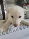 柴犬(標準サイズ)【熊本県・女の子・2024年10月19日・白】の写真6