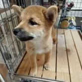 柴犬(標準サイズ)【熊本県・女の子・2025年6月24日・赤】の写真2