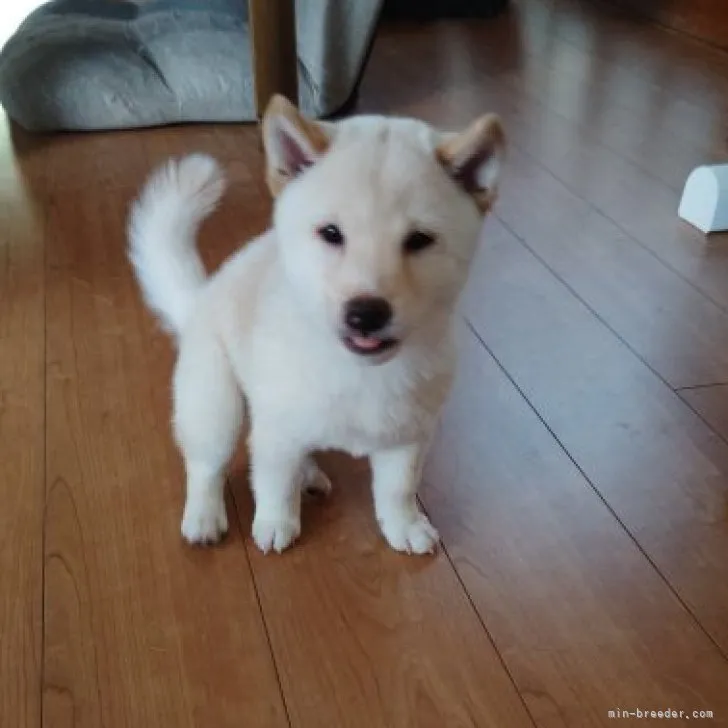 ID：2308-03639の子犬