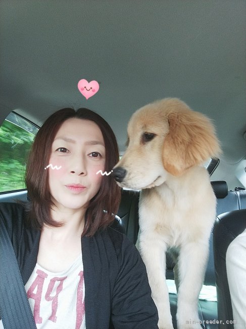 ５ヶ月のmorryとドライブ🚗💨｜原田　留美(はらだ　るみ)ブリーダー(福岡県・トイプードルなど・JKC登録)の紹介写真2