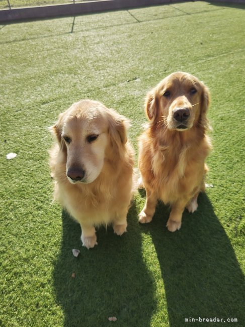 ゴールデンのママ犬🐶｜原田　留美(はらだ　るみ)ブリーダー(福岡県・トイプードルなど・JKC登録)の紹介写真8