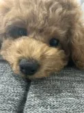 タイニープードル【福岡県・女の子・2023年1月8日・レッド】の写真2「おめめがキュルキュルです💕」