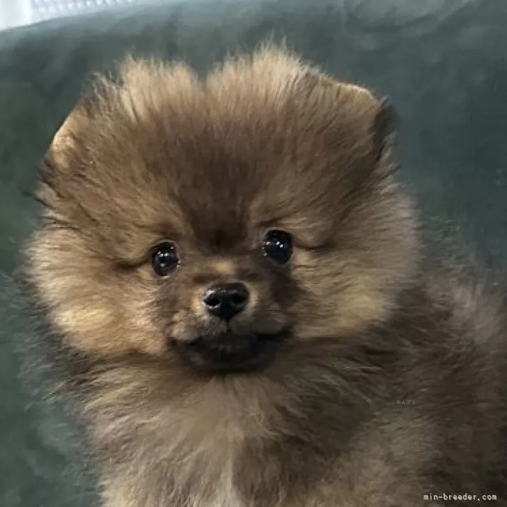 ID:2412-01214の子犬