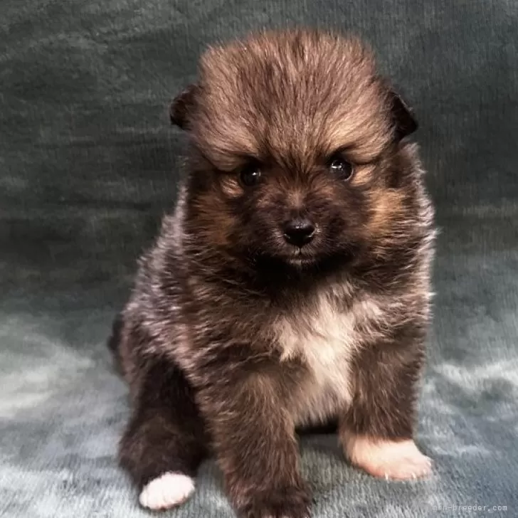 ID:2412-02517の子犬