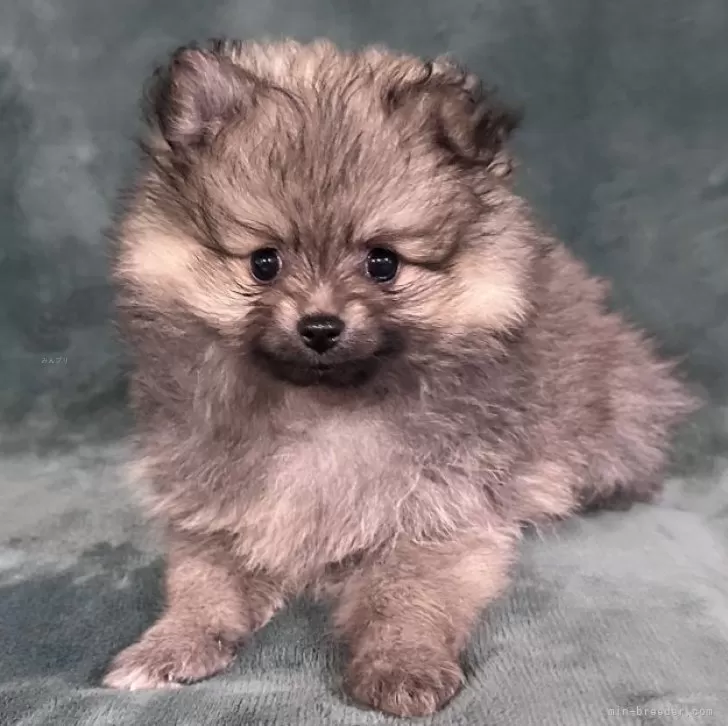 ID:2504-03975の子犬