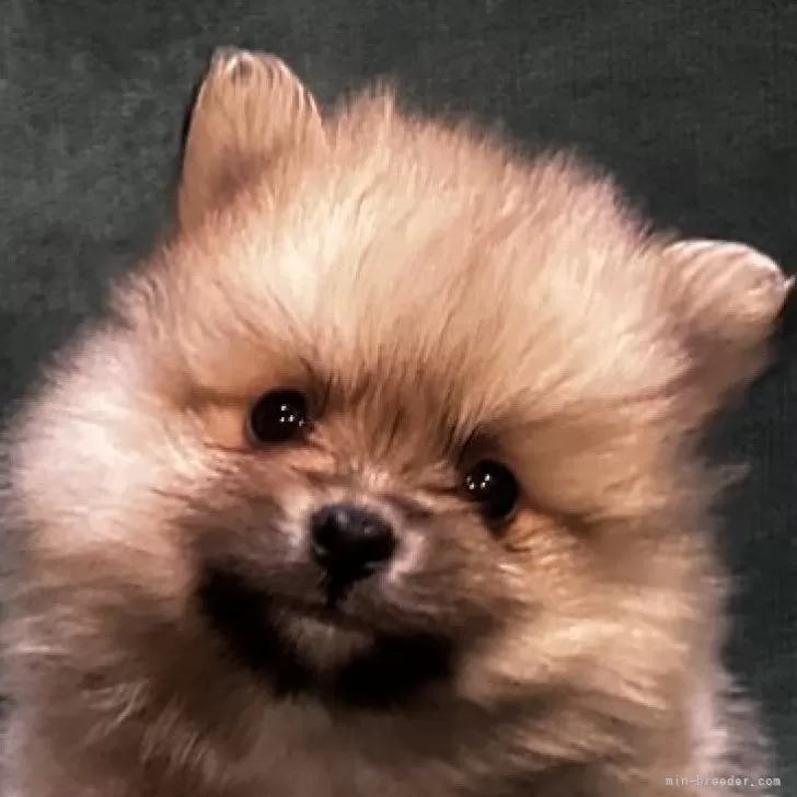 ID：2412-00631の子犬