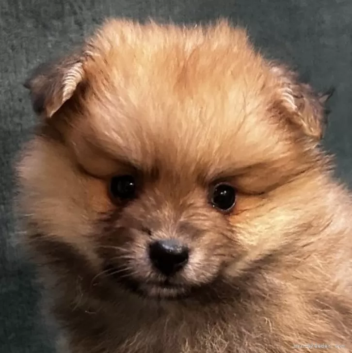 ID：2412-00624の子犬