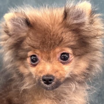 ポメラニアン【静岡県・男の子・2025年6月14日・オレンジ】の写真「遊ぶのが大好きな子🐒猿期大幅値下げ致しました❣️」