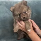 ポメラニアン