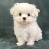 マルチーズ