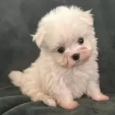 マルチーズ