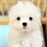 マルチーズ