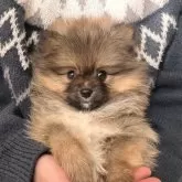 ポメラニアン【静岡県・男の子・2024年10月29日・オレンジ】の写真6「愛情は惜しげ無く注いでます!良い子です☺️」