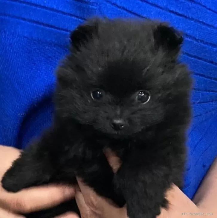 ID：2401-04277の子犬