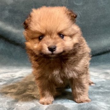 ポメラニアン【静岡県・男の子・2023年3月26日・オレンジ】の写真「まるで動くぬいぐるみ🧸たぬき顔の可愛い子です。」