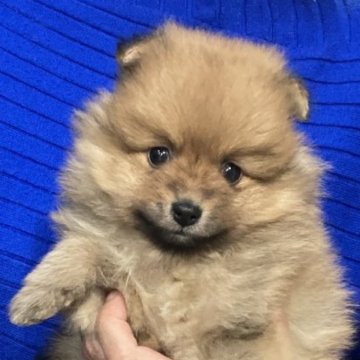 ポメラニアン【静岡県・男の子・2023年12月5日・オレンジ】の写真「限界価格😵お早めに😊連れて帰れます」