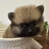 ポメラニアン
