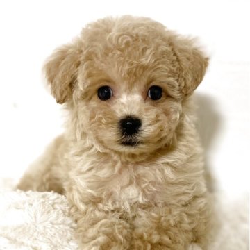 マルプー(マルチーズ×トイプードル)【静岡県・男の子・2025年8月26日・アプリコット】の写真「穏やかでとってもかわいいマルプーのぼく！」
