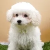 タイニープードル