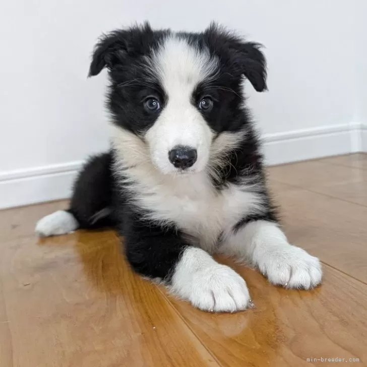 ID:2505-04279の子犬