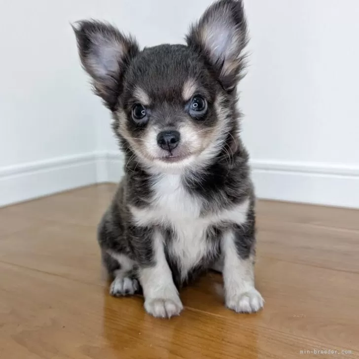 ID:2506-03543の子犬