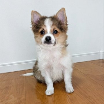 ポメチワ(チワワ×ポメラニアン)【岐阜県・男の子・2025年8月1日・セーブル&ホワイト】の写真「ワクチン接種2回済み！とっても元気なイケメン君！」