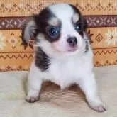 チワワ(ロング)【岐阜県・男の子・2024年4月19日・ブールタン&ホワイト】の写真5