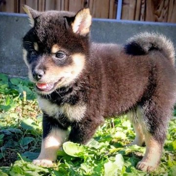 柴犬(豆柴)【奈良県・男の子・2025年10月2日・黒】の写真「おっとり、柔らかい毛並み」