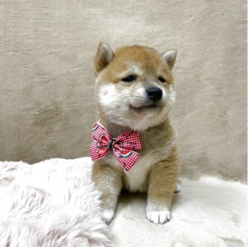 豆柴【宮城県・男の子・2025年8月3日・レッド】の写真「とってもイケメンで愛嬌たっぷりの男の子♡」