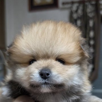 ポメラニアン【静岡県・男の子・2025年10月8日・オレンジ】の写真「モコモコポメラニアン」