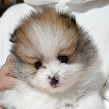 ポメラニアン【静岡県・男の子・2025年10月8日・パーティ(オレンジ)】の写真「モコモコポメラニアン」