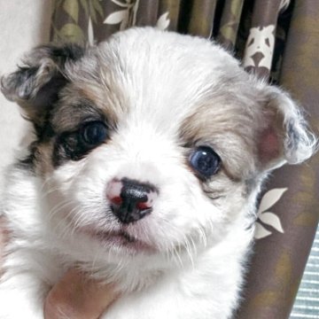 ポメチワ(ポメラニアン×チワワ)【静岡県・男の子・2025年9月20日・パーティ(ブルーマール)】の写真「個性なパーティ柄のポメチワ君
掲載は11/17迄」