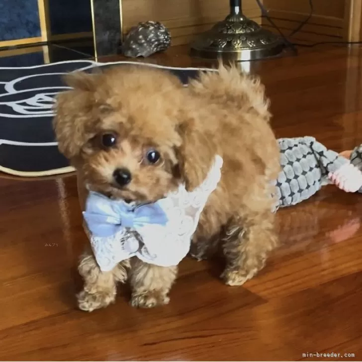 R.K 様のお迎えした子犬