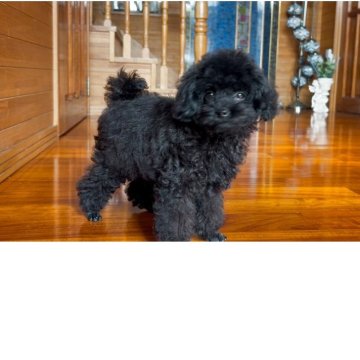 トイプードル(タイニー)【沖縄県・男の子・2025年7月10日・ブラック】の写真「ブラックフライデー価格💗
ブラックの可愛い子😍💕」
