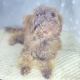 マルプー(トイプードル×マルチーズ)【沖縄県・男の子・2025年7月13日・ブラウン】の写真3