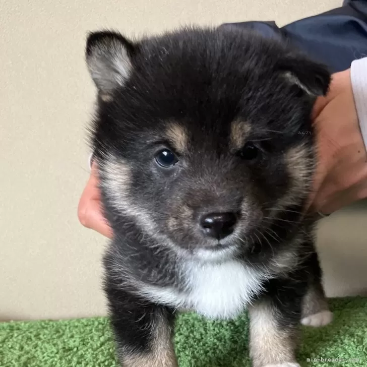 ID：2501-00415の子犬