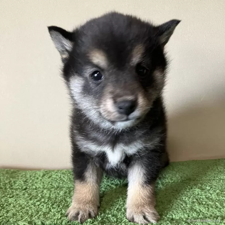 S.O 様のお迎えした子犬