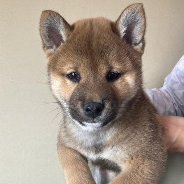 柴犬(標準サイズ)【三重県・男の子・2024年12月9日・赤色】の写真「しっかりした体つきでイケメンタイプです。」