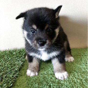 柴犬(豆柴)【三重県・女の子・2025年6月22日・黒色】の写真「ふわふわ小柄で可愛らしい女の子です。」