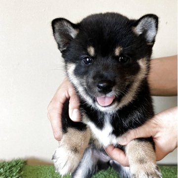 柴犬(豆柴)【三重県・女の子・2025年6月13日・黒色】の写真「小柄で可愛らしい女の子です。」