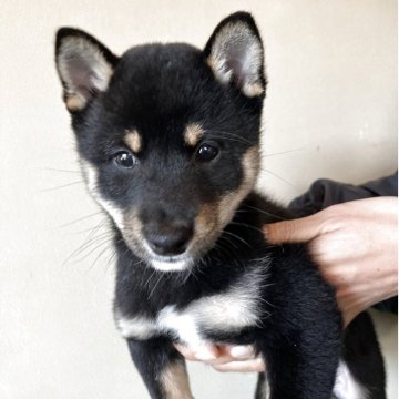 豆柴【三重県・男の子・2025年9月14日・黒色】の写真「元気で可愛らしい男の子です。」