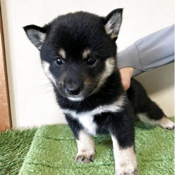 柴犬(豆柴)【三重県・男の子・2025年9月14日・黒色】の写真「小柄でキリっとしたイケメン風の男の子です。」