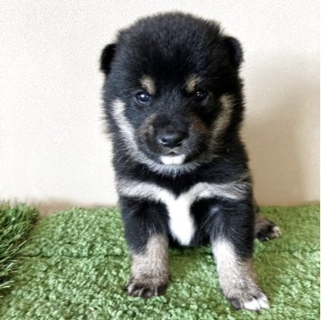 柴犬(豆柴)【三重県・男の子・2025年9月14日・黒色】の写真「小柄でキリっとした表情の男の子です。」