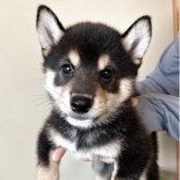 柴犬(豆柴)