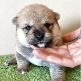 柴犬(豆柴)