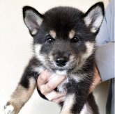柴犬(豆柴)